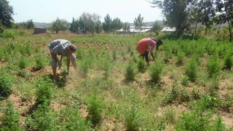 Lartemisia une plante miracle qui fait débat La Maison de l