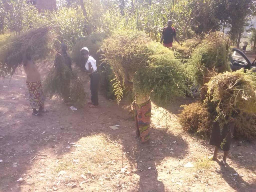 Farmer Harvesting Artemisia Annua