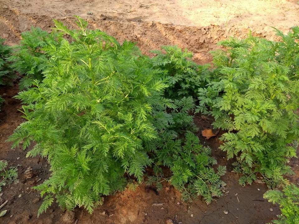 Cultivando plantas de Artemisia annua (Ajenjo dulce) 