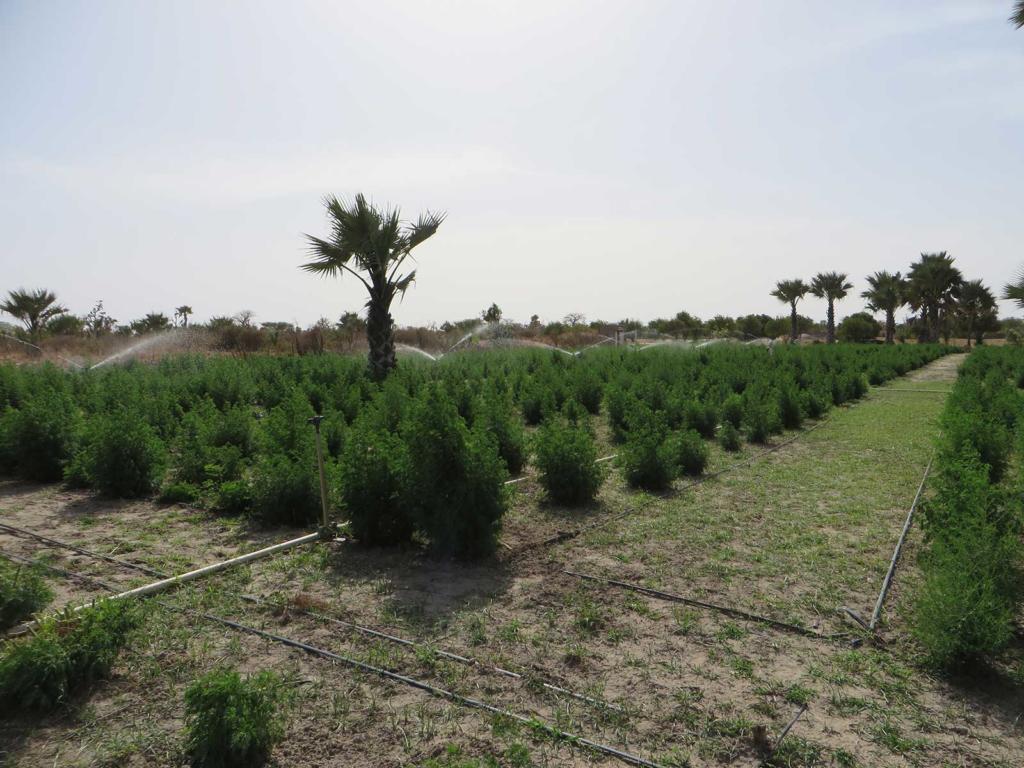 Repulsive effect of Artemisia - La Maison de l'Artemisia - This plant can  save millions of lives