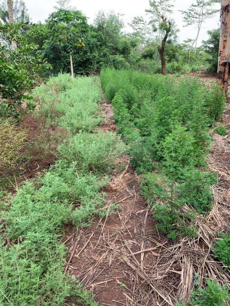 L' Artemisia annua - La Maison de l'Artemisia - Cette plante peut