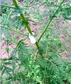 Repulsive effect of Artemisia - La Maison de l'Artemisia - This plant can  save millions of lives