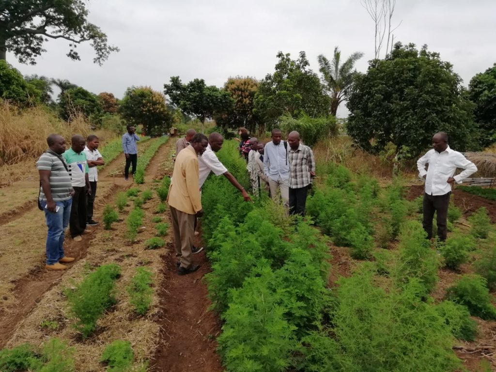 Farmer Harvesting Artemisia Annua