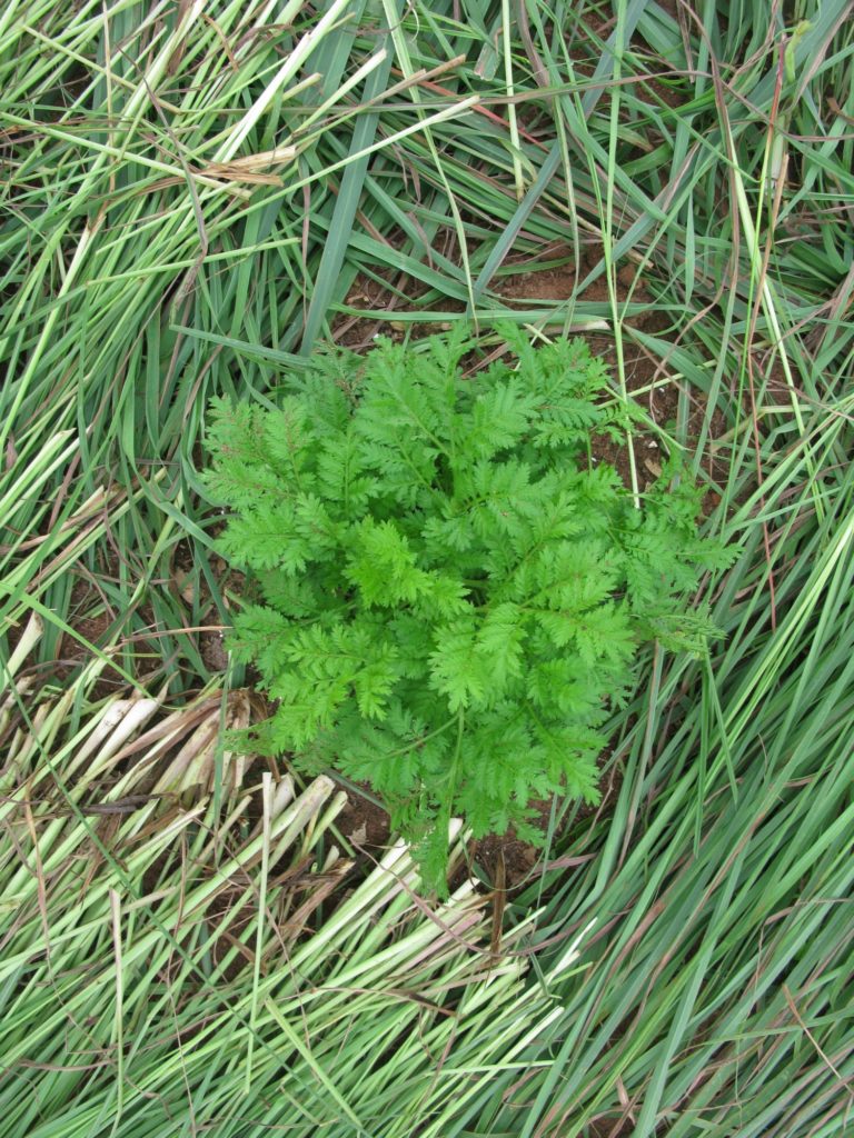 Cultivation Artemisia annua - La Maison de l'Artemisia - This