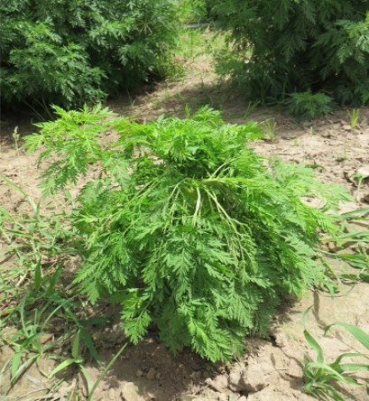 Effet répulsif de l'Artemisia - La Maison de l'Artemisia - Cette