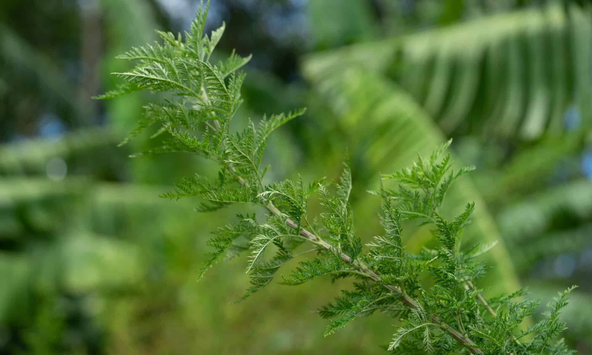 Artemisia annua L. in the field.