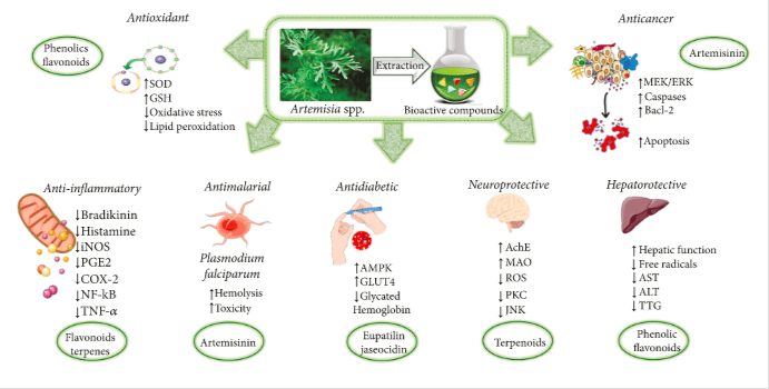 Medsafe blocks sales of Covid-19 'treatment' Artemisia annua