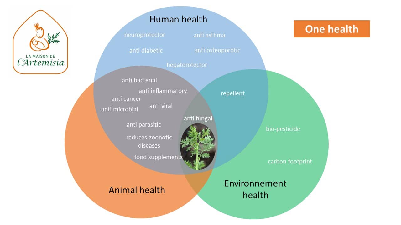 Repulsive effect of Artemisia - La Maison de l'Artemisia - This plant can  save millions of lives