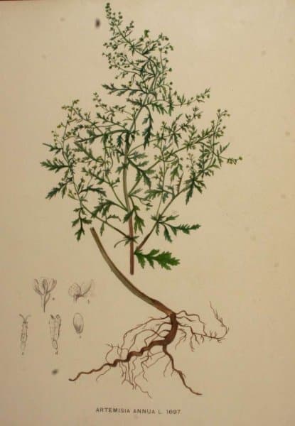 The plant Artemisia annua (adapted from Picture Encarta