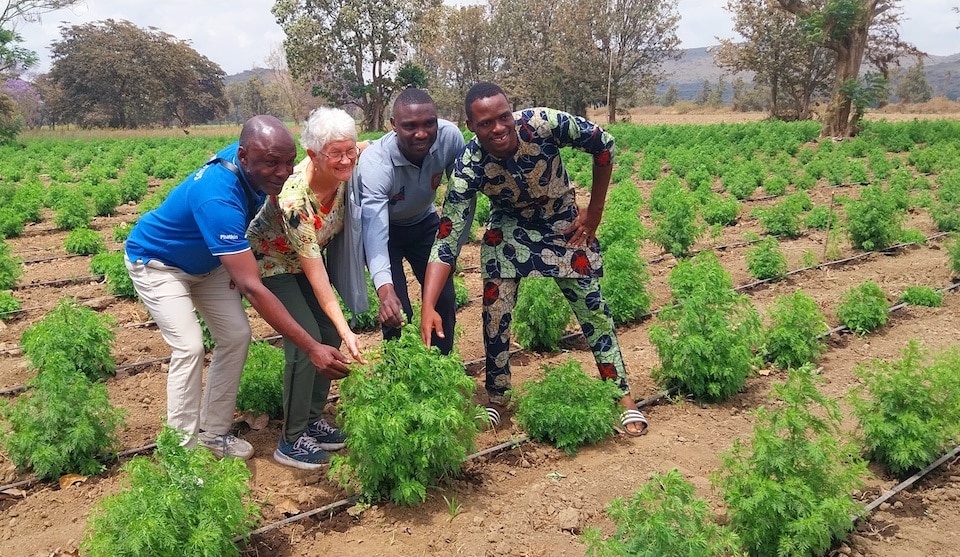 Fields AKU ACER Artemisia symposium