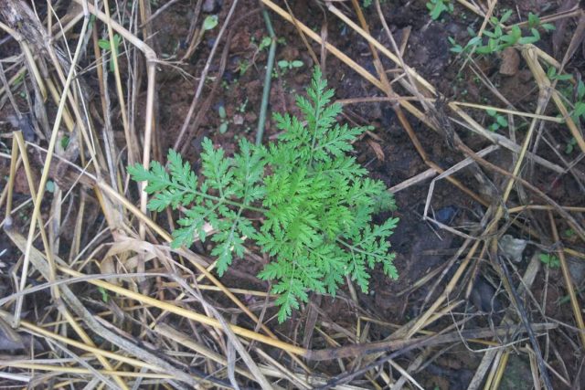 Artemisia-Annua-IMG-20171017-WA0005