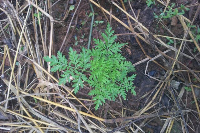 Artemisia annua [Qinghao (青蒿)] also known as sweet wormwood, sweet